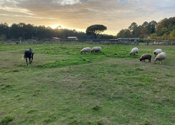 Campsite - La Ferme A La Le Porge